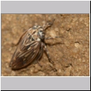 Anaceratagallia sp - Zikade 3mm 01b.jpg